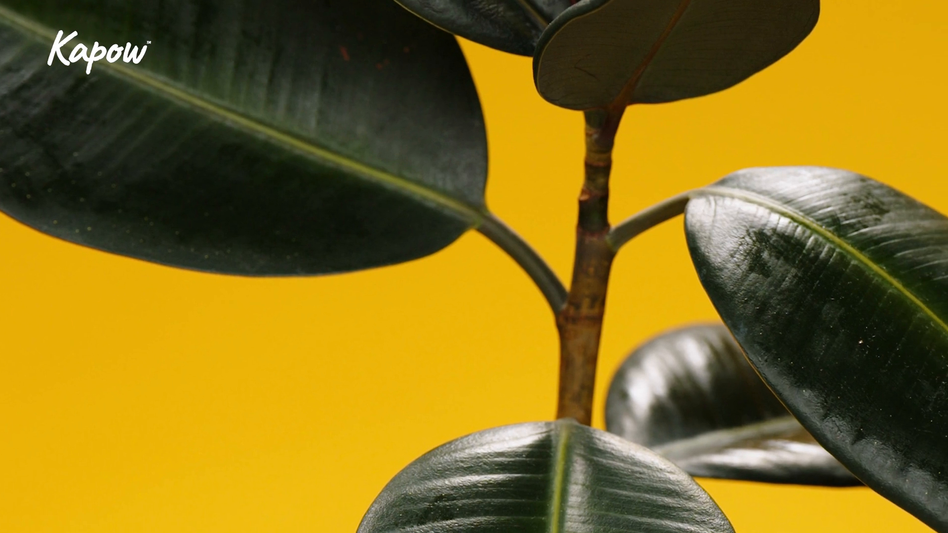 Learner video: Observational skills