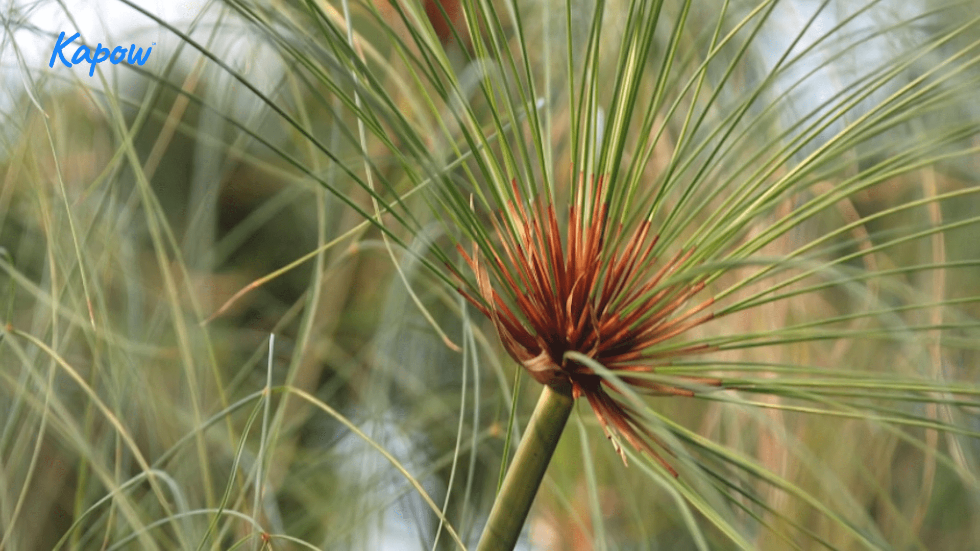 Teacher video: Designing scrolls