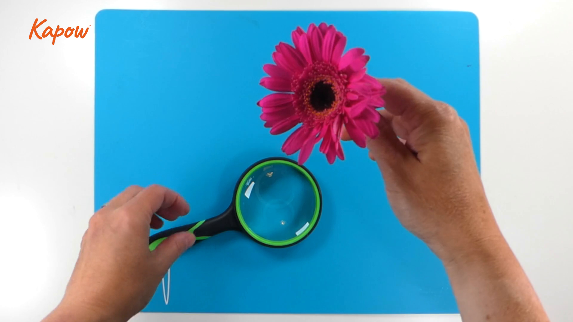 Learner video: Botanical drawing