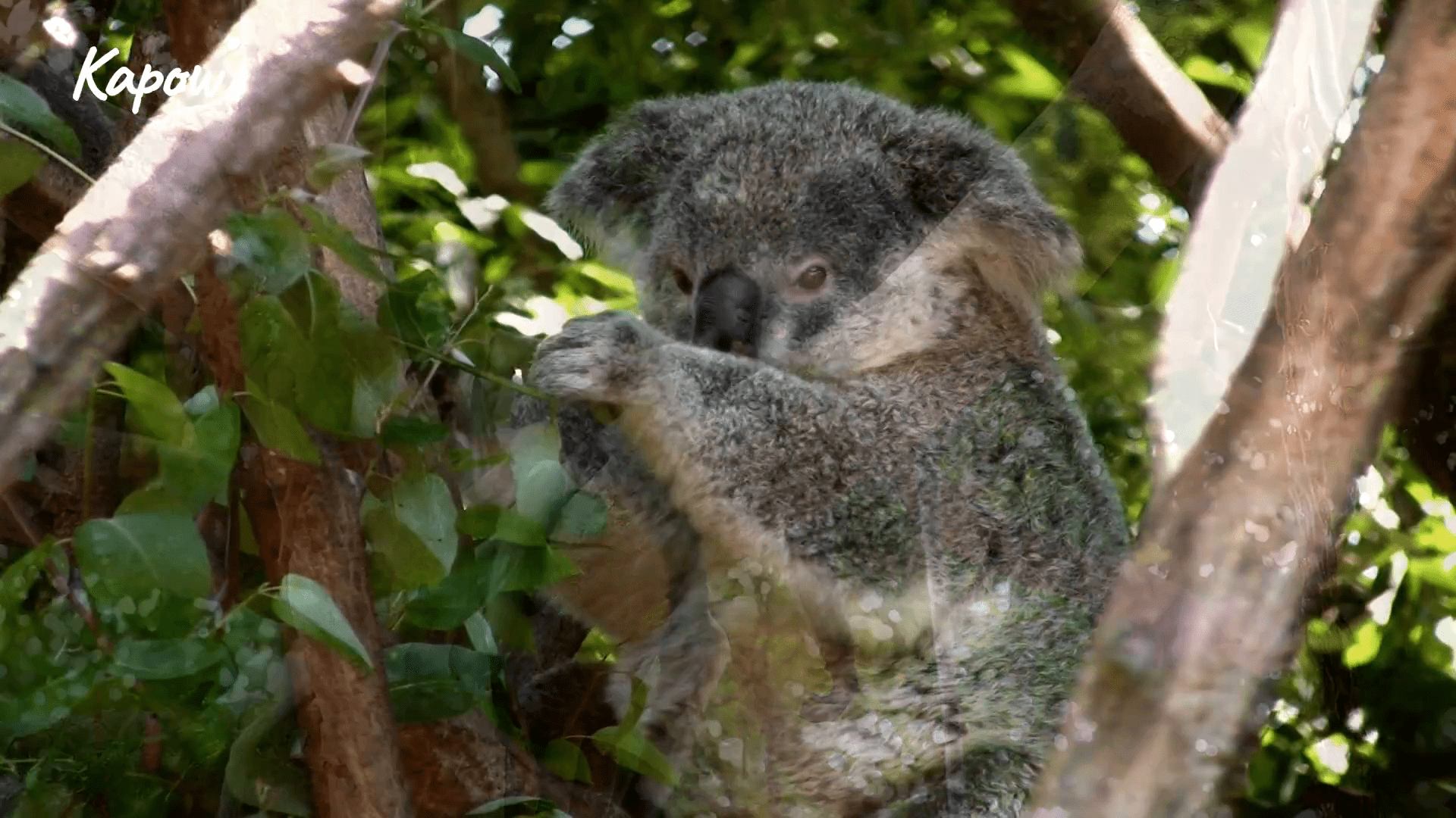 Learner video: Animal art inspiration