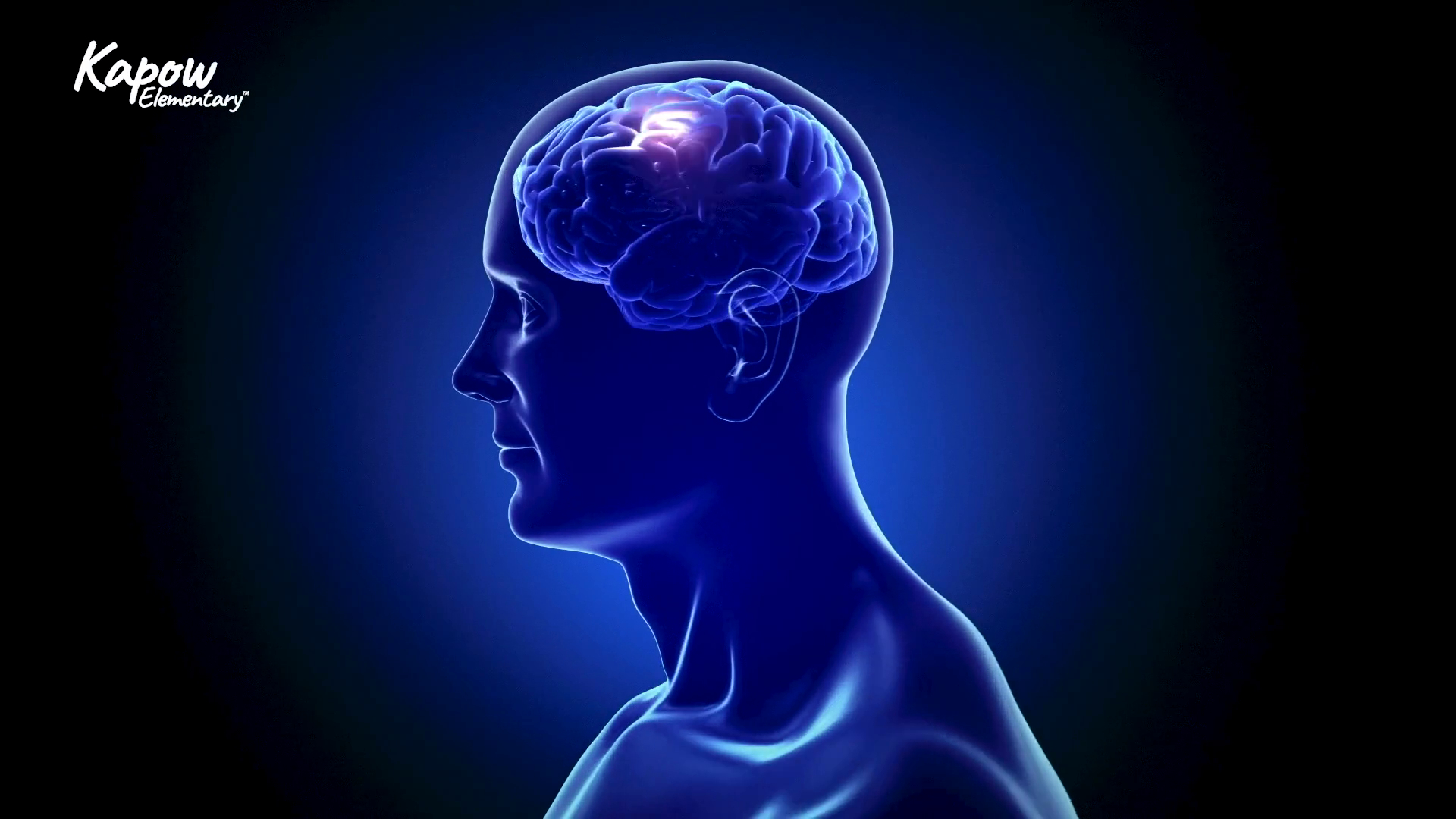 Teacher video: How our brains grow